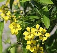 Mascagnia macroptera - Mexican Yellow Butterfly Vine